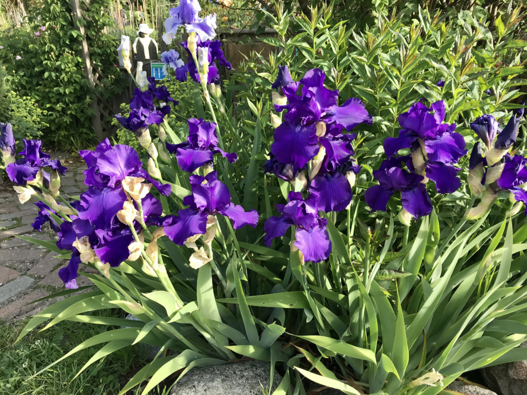 Irises on the Arbutus Greenway